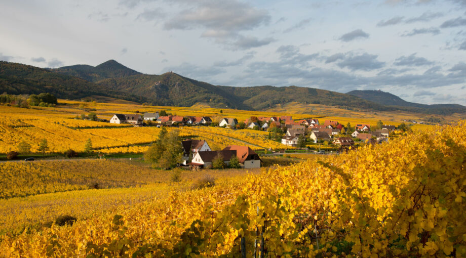 Vue sur le vignoble Riquewihr - Zellenberg (68) a l'automne